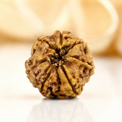 7 Mukhi Nepali Rudraksha 28mm – Original 7 Mukhi Bead for Wealth & Prosperity