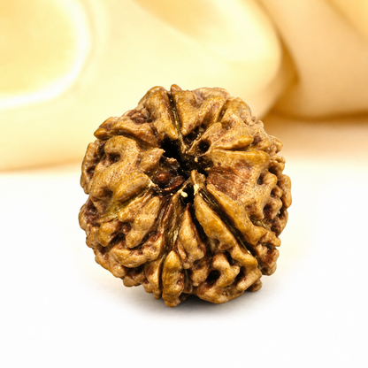7 Mukhi Nepali Rudraksha 26mm – Original 7 Mukhi Bead for Wealth & Prosperity