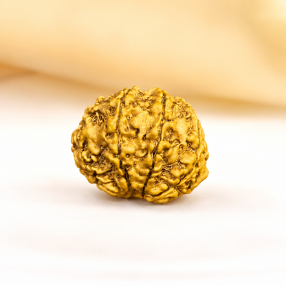 8 Mukhi Nepali Rudraksha 28mm – Original Aath Mukhi Bead for Success & Obstacles Removal