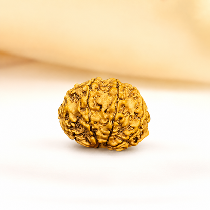 8 Mukhi Nepali Rudraksha 28mm – Original Aath Mukhi Bead for Success & Obstacles Removal