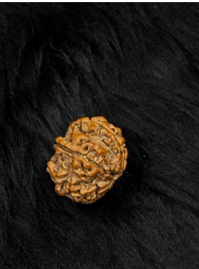 6 Mukhi Nepali Rudraksha – Original Chhe Mukhi Bead for Focus & Confidence