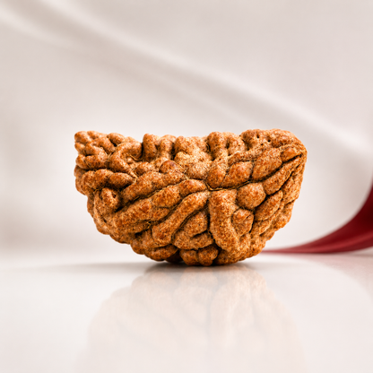 1 Mukhi Rameshwaram Rudraksha 25mm – Half Moon Original Shiva Bead