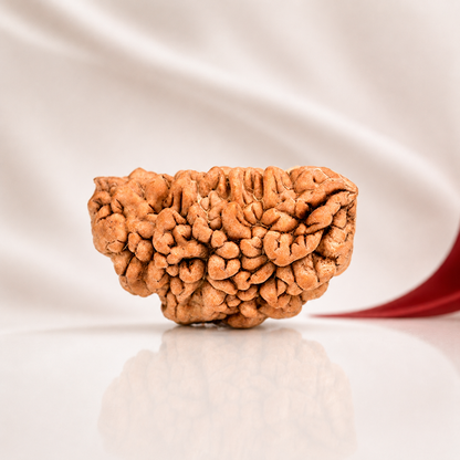 Original 1 Mukhi Half Moon Rudraksha 30mm – Rameshwaram Shiva Bead