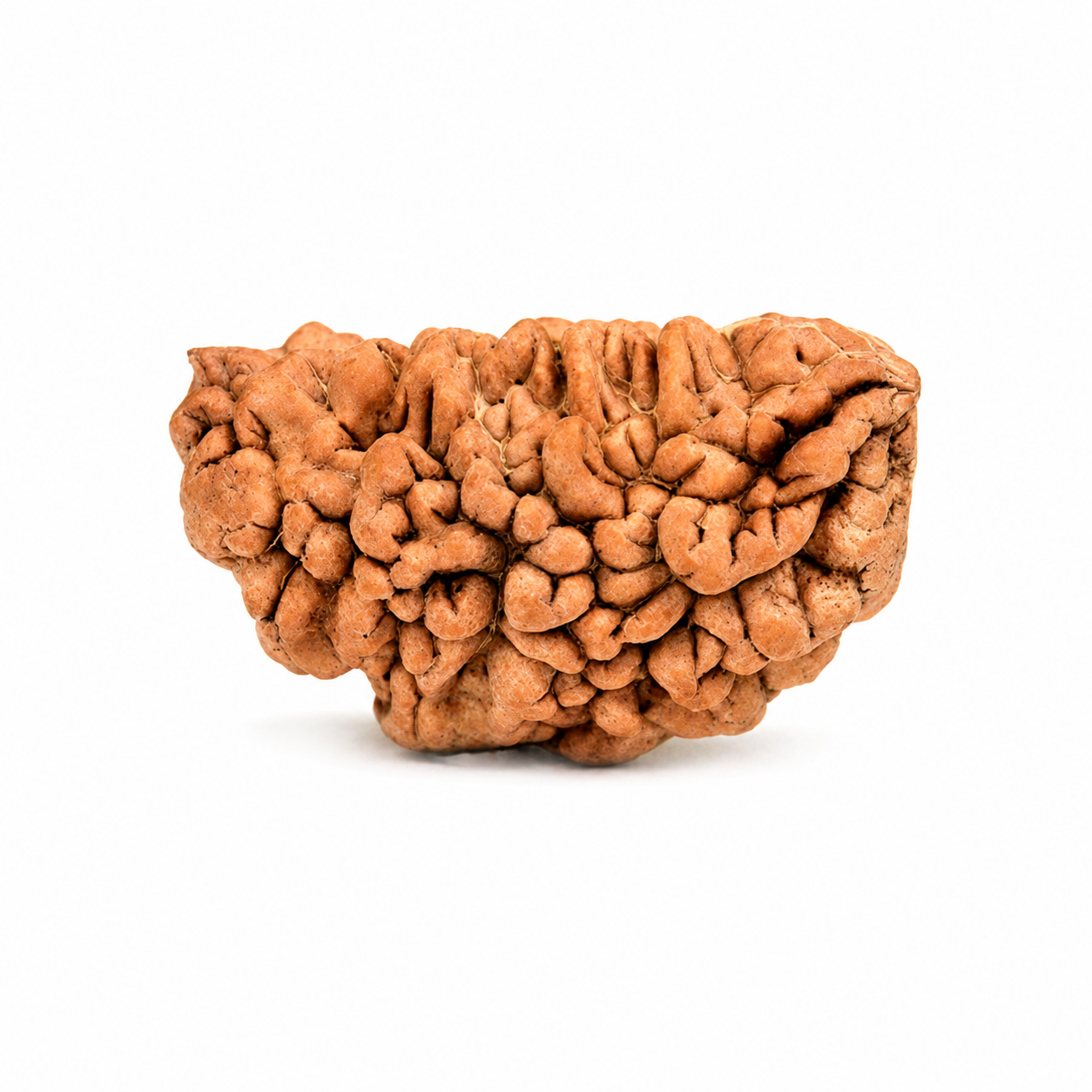 Original 1 Mukhi Half Moon Rudraksha 30mm – Rameshwaram Shiva Bead