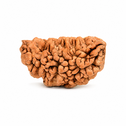 Original 1 Mukhi Half Moon Rudraksha 30mm – Rameshwaram Shiva Bead