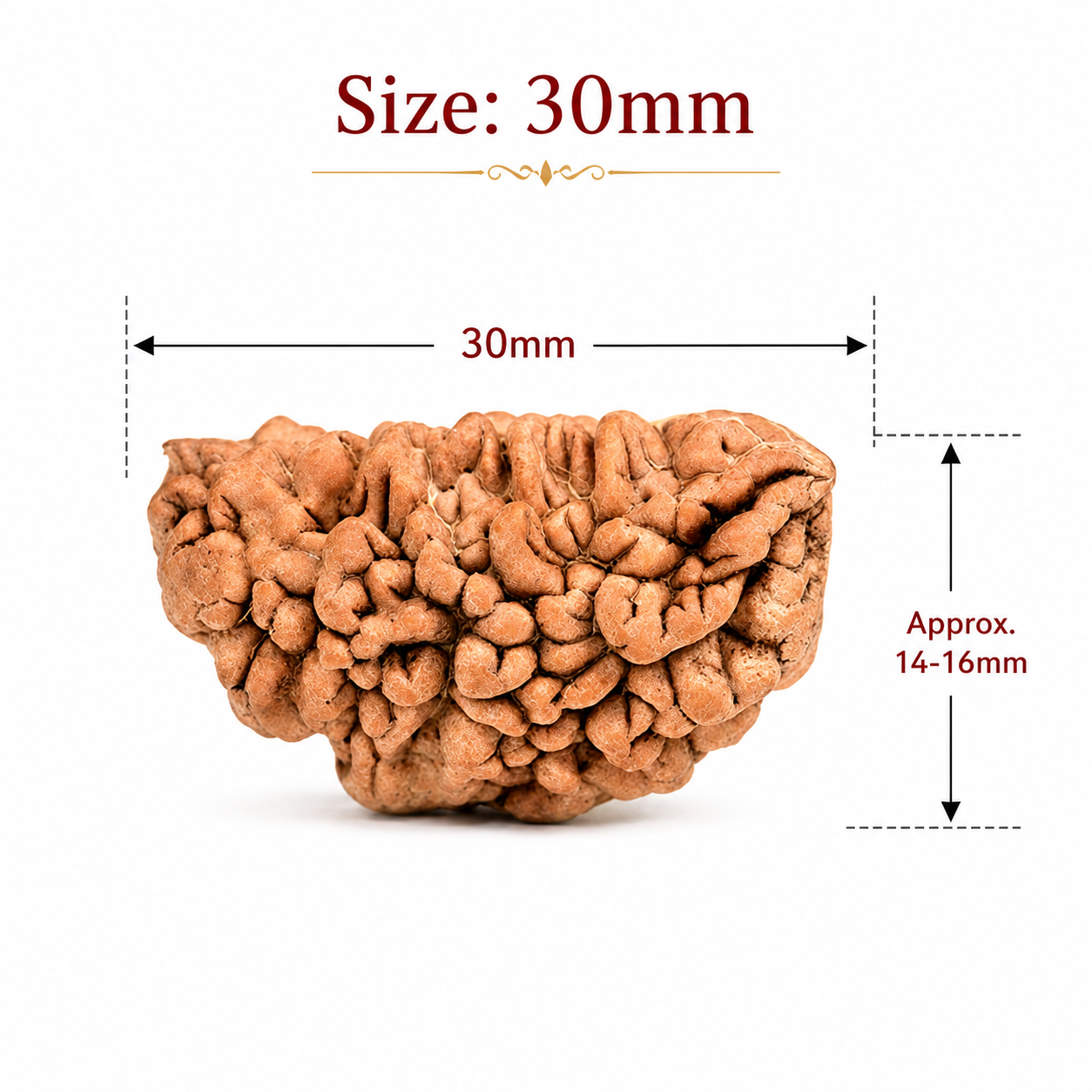 Original 1 Mukhi Half Moon Rudraksha 30mm – Rameshwaram Shiva Bead