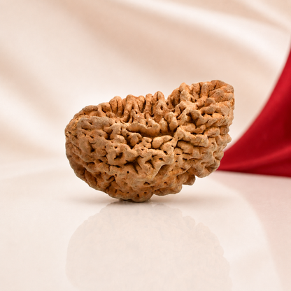 1 Mukhi Rameshwaram Rudraksha 35mm Half Moon Original Shiva Bead