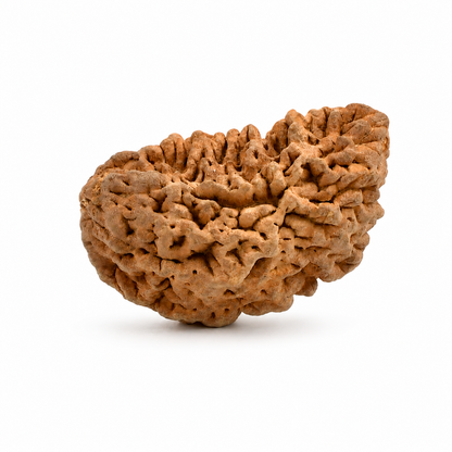 1 Mukhi Rameshwaram Rudraksha 35mm Half Moon Original Shiva Bead