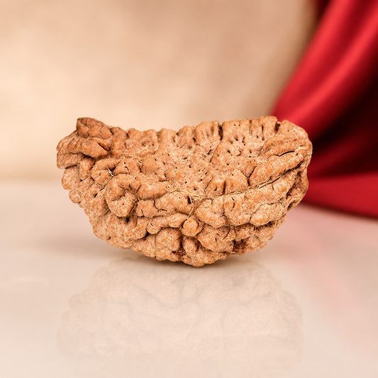 1 Mukhi Rameshwaram Rudraksha 40mm Half Moon Original Shiva Bead