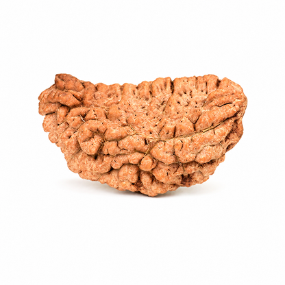 1 Mukhi Test Products