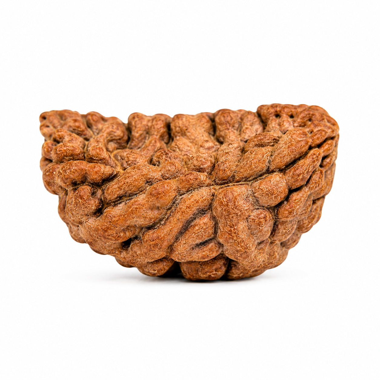 1 Mukhi Rameshwaram Rudraksha 25mm – Half Moon Original Shiva Bead