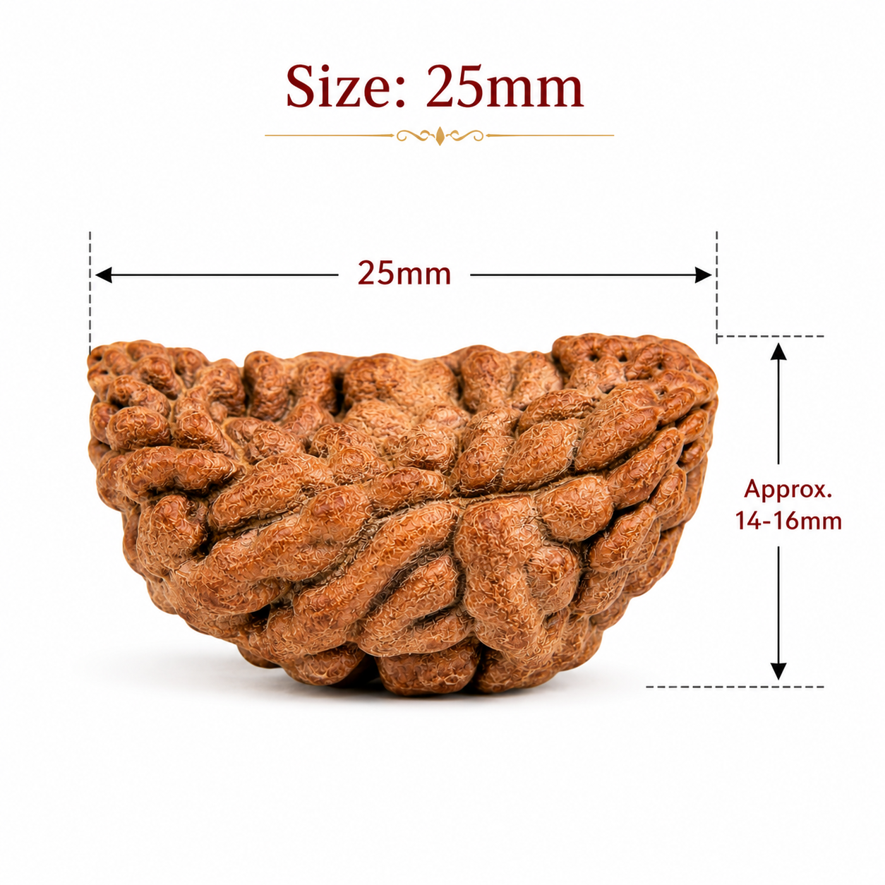 1 Mukhi Rameshwaram Rudraksha 25mm – Half Moon Original Shiva Bead