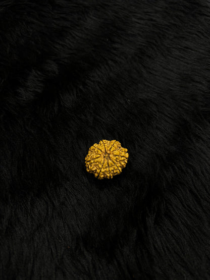 8 Mukhi Nepali Rudraksha – Original Aath Mukhi Bead for Success & Obstacles Removal