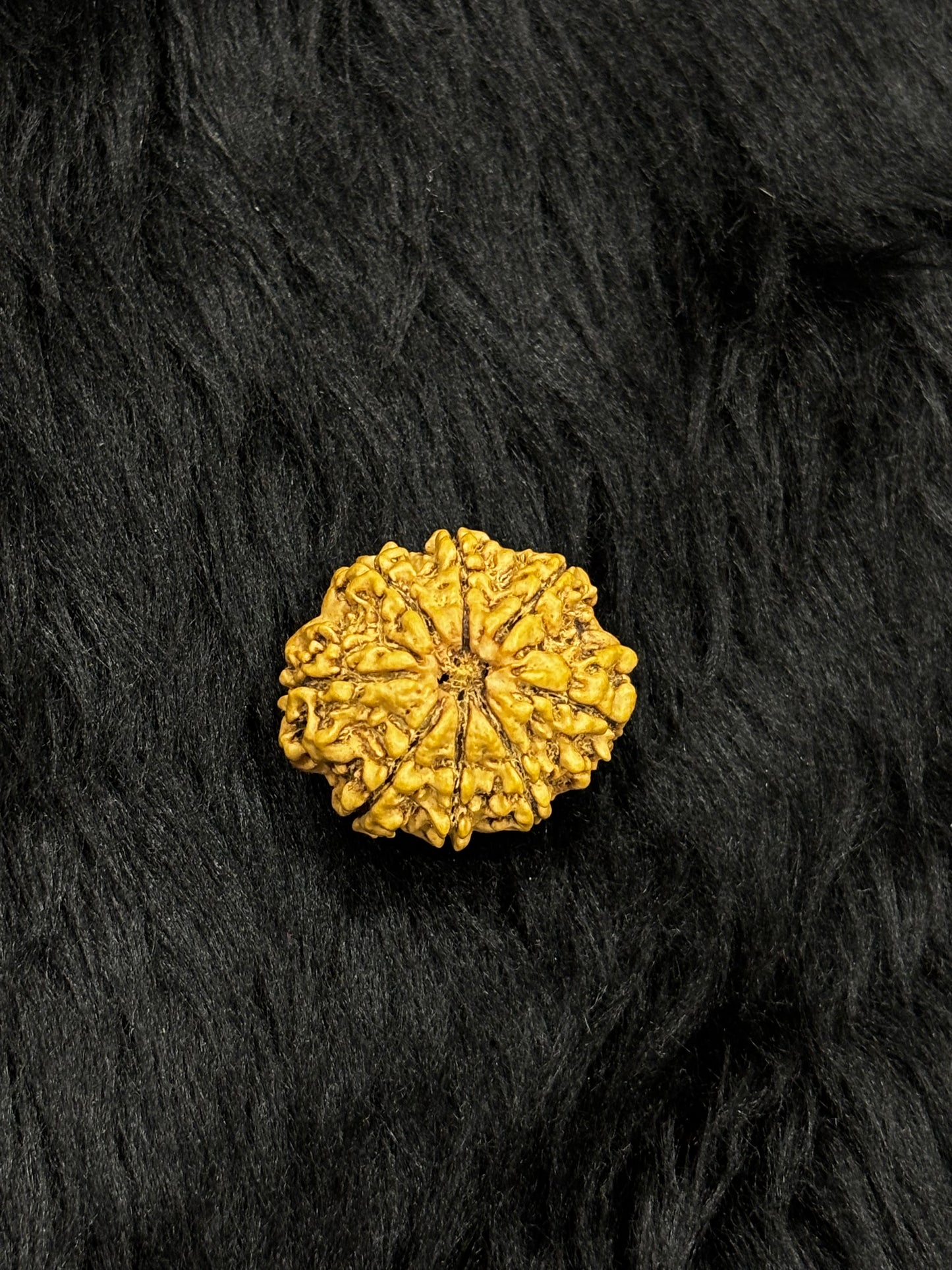 8 Mukhi Nepali Rudraksha – Original Aath Mukhi Bead for Success & Obstacles Removal