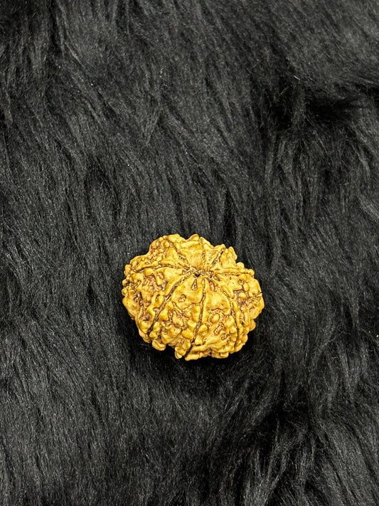 8 Mukhi Nepali Rudraksha – Original Aath Mukhi Bead for Success & Obstacles Removal