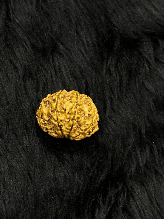 8 Mukhi Nepali Rudraksha – Original Aath Mukhi Bead for Success & Obstacles Removal
