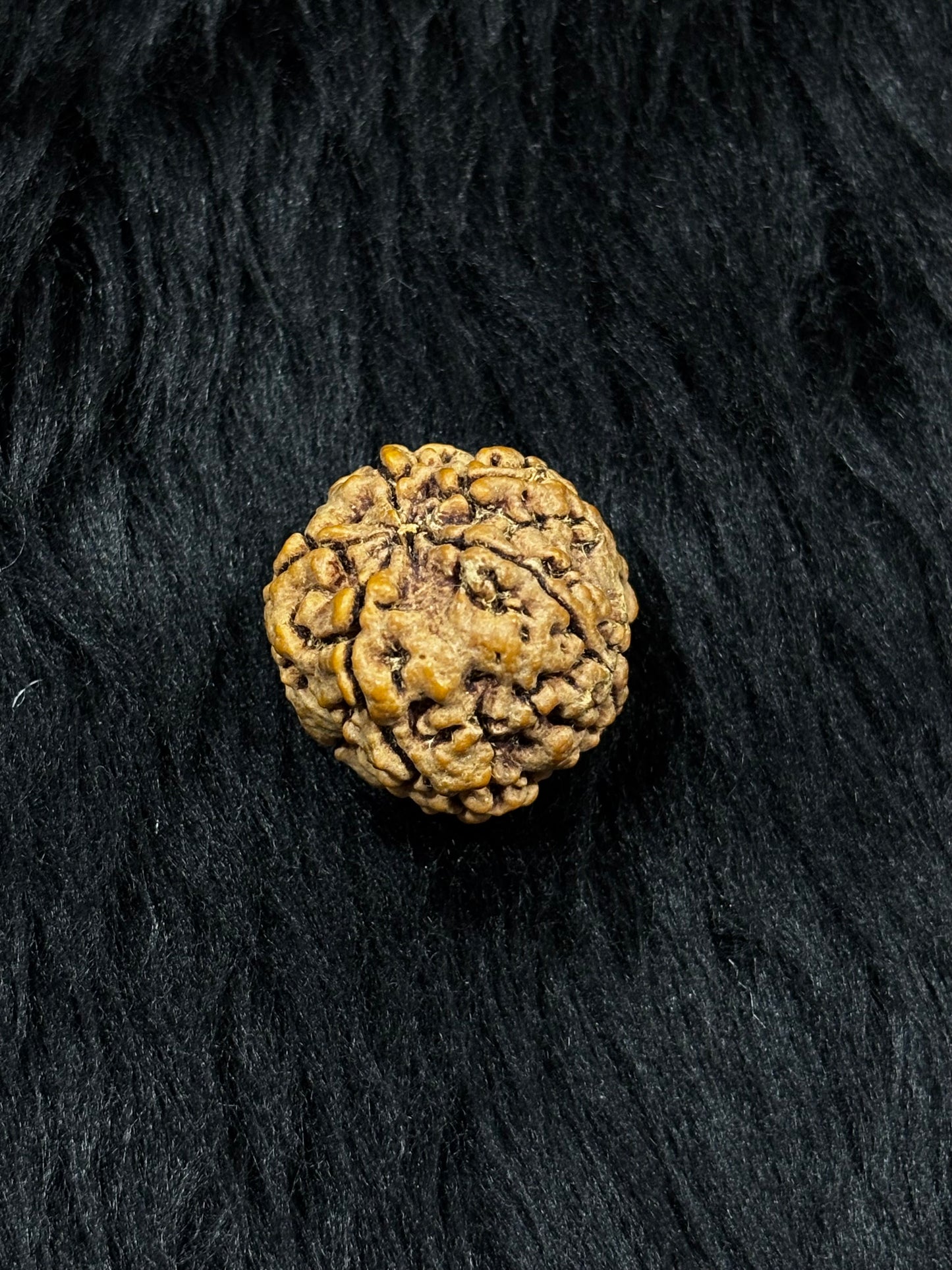5 Mukhi Nepali Rudraksha – Original Panch Mukhi Bead for Peace & Protection