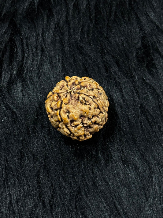 5 Mukhi Nepali Rudraksha – Original Panch Mukhi Bead for Peace & Protection