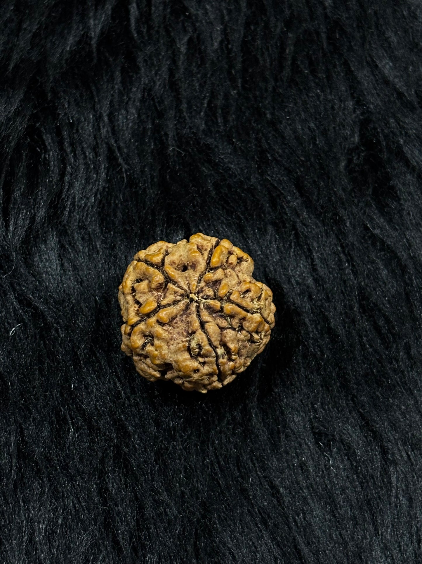 5 Mukhi Nepali Rudraksha – Original Panch Mukhi Bead for Peace & Protection