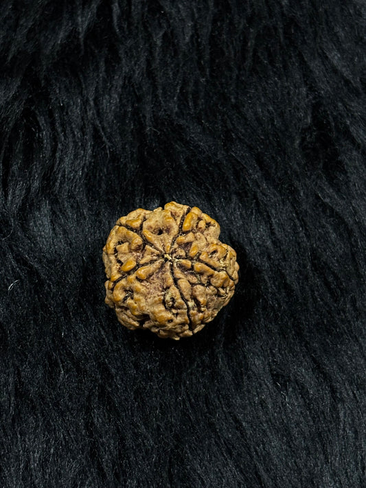 5 Mukhi Nepali Rudraksha – Original Panch Mukhi Bead for Peace & Protection