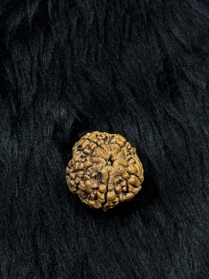 5 Mukhi Nepali Rudraksha – Original Panch Mukhi Bead for Peace & Protection