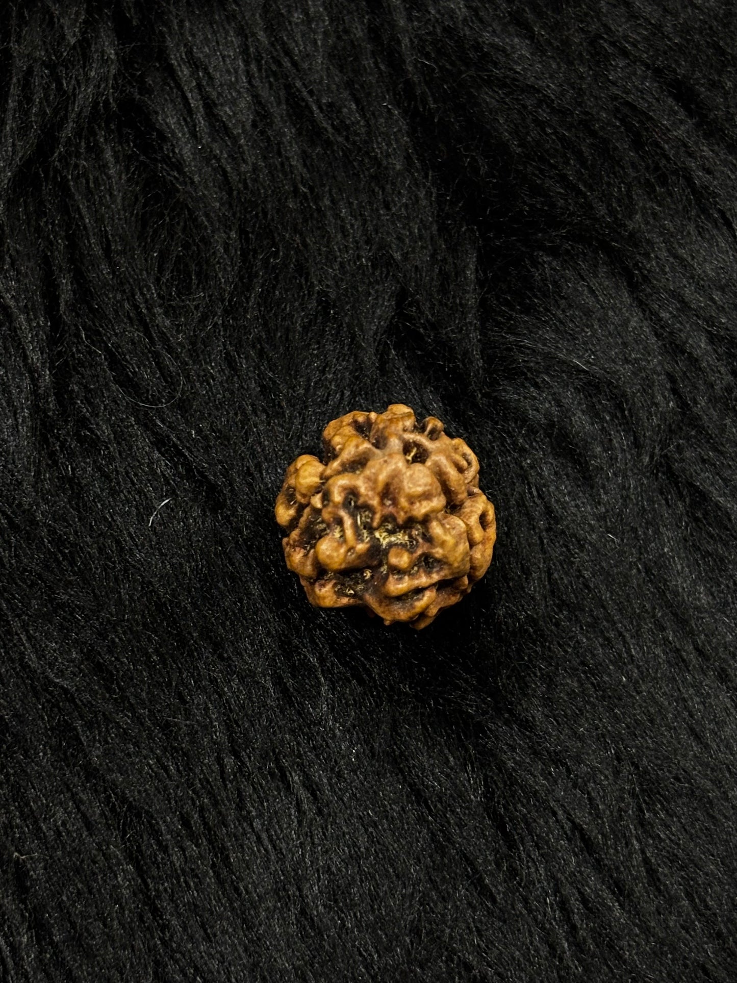 3 Mukhi Nepali Rudraksha – Original 3 Mukhi Bead for Confidence & Energy