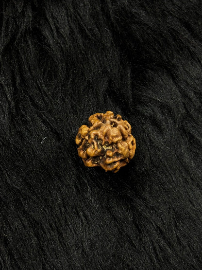 3 Mukhi Nepali Rudraksha – Original 3 Mukhi Bead for Confidence & Energy