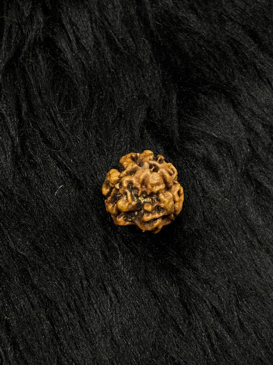 3 Mukhi Nepali Rudraksha – Original 3 Mukhi Bead for Confidence & Energy
