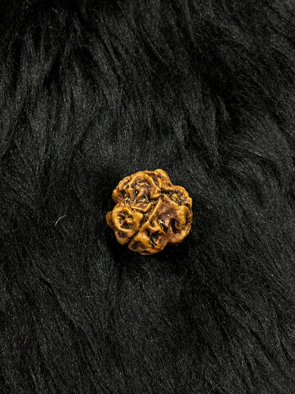 3 Mukhi Nepali Rudraksha – Original 3 Mukhi Bead for Confidence & Energy