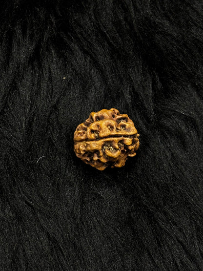 3 Mukhi Nepali Rudraksha – Original 3 Mukhi Bead for Confidence & Energy