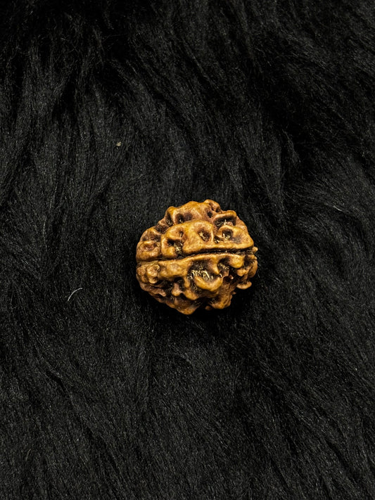3 Mukhi Nepali Rudraksha – Original 3 Mukhi Bead for Confidence & Energy