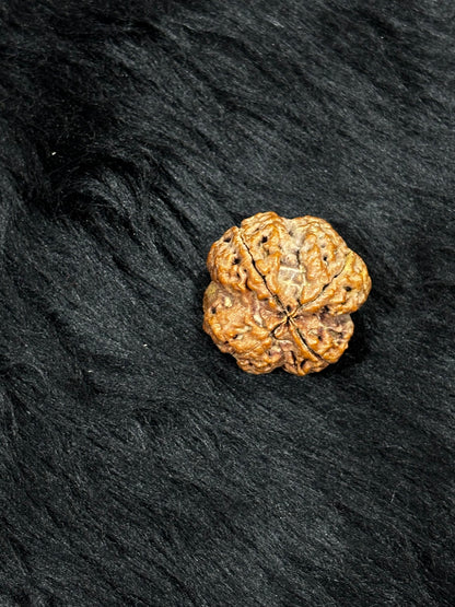 4 Mukhi Nepali Rudraksha – Original Chaar Mukhi Bead for Intelligence & Creativity