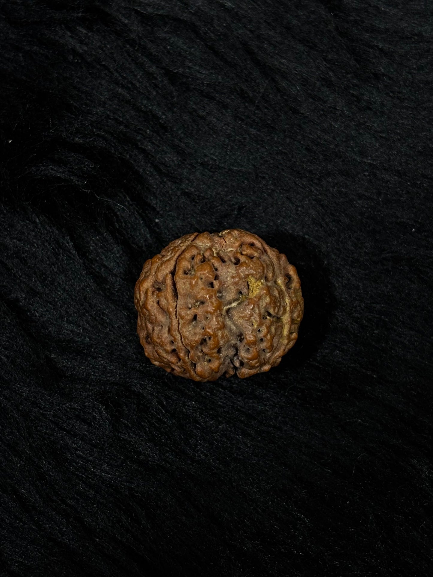 4 Mukhi Nepali Rudraksha – Original Chaar Mukhi Bead for Intelligence & Creativity