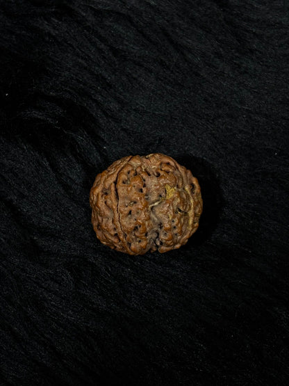 4 Mukhi Nepali Rudraksha – Original Chaar Mukhi Bead for Intelligence & Creativity