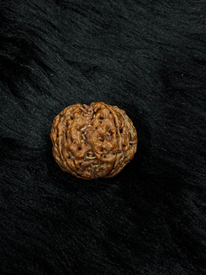 4 Mukhi Nepali Rudraksha – Original Chaar Mukhi Bead for Intelligence & Creativity