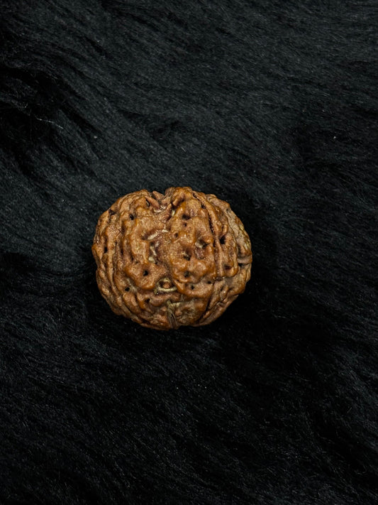 4 Mukhi Nepali Rudraksha – Original Chaar Mukhi Bead for Intelligence & Creativity