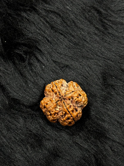 4 Mukhi Nepali Rudraksha – Original Chaar Mukhi Bead for Intelligence & Creativity