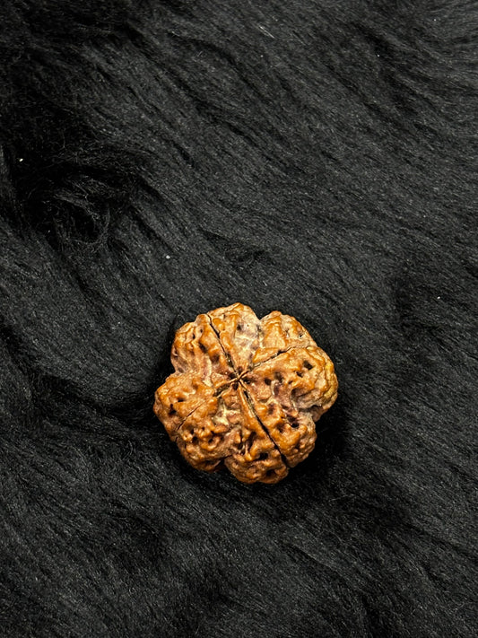 4 Mukhi Nepali Rudraksha – Original Chaar Mukhi Bead for Intelligence & Creativity