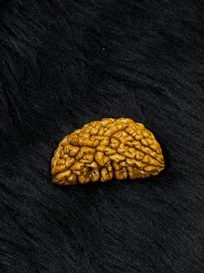 1 Mukhi Ramehwaram Rudraksha (Kaju Dana) – Original 1 Mukhi Shiva Bead
