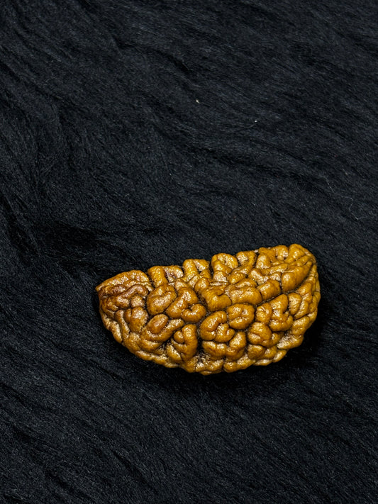 1 Mukhi Ramehwaram Rudraksha (Kaju Dana) – Original 1 Mukhi Shiva Bead