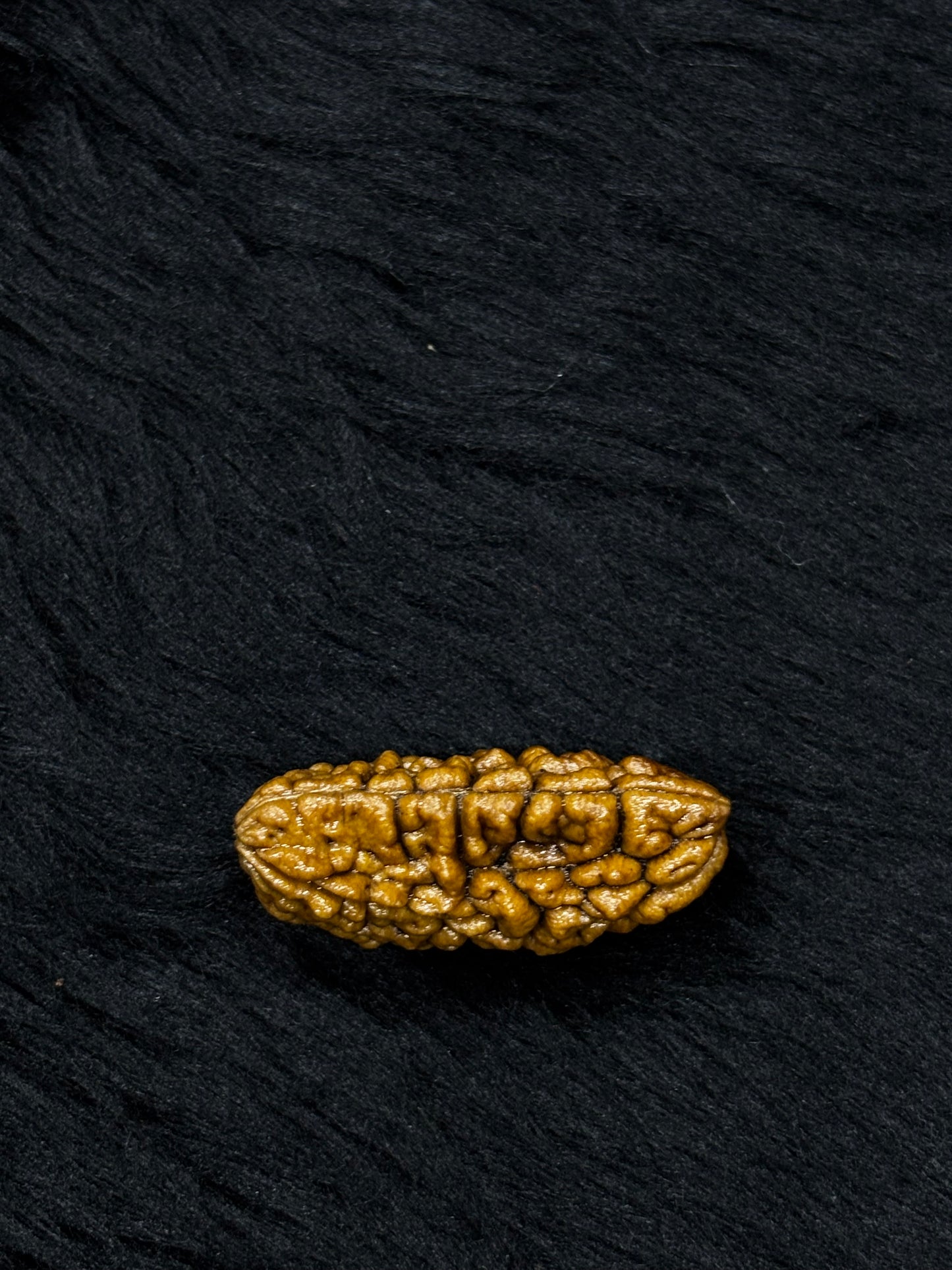 1 Mukhi Ramehwaram Rudraksha (Kaju Dana) – Original 1 Mukhi Shiva Bead