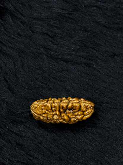 1 Mukhi Ramehwaram Rudraksha (Kaju Dana) – Original 1 Mukhi Shiva Bead