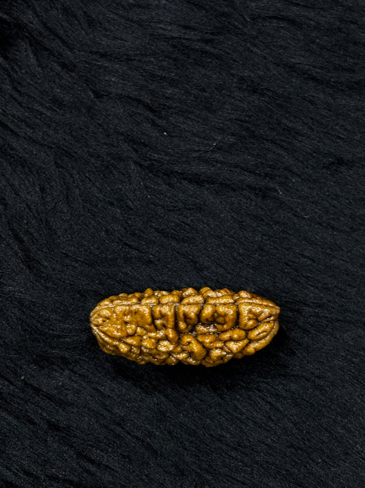 1 Mukhi Ramehwaram Rudraksha (Kaju Dana) – Original 1 Mukhi Shiva Bead