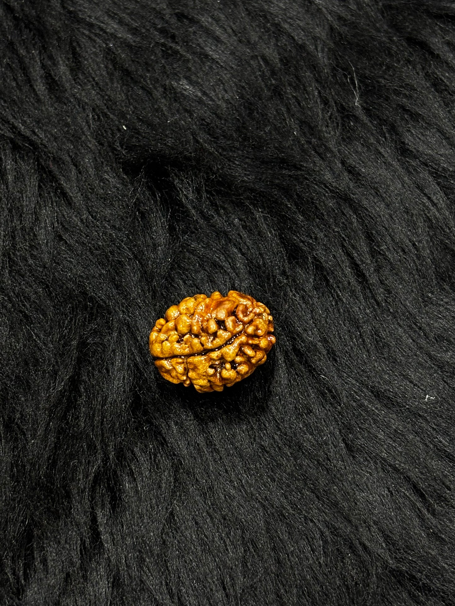 2 Mukhi Nepali Rudraksha – Original 2 Mukhi Bead for Love & Harmony