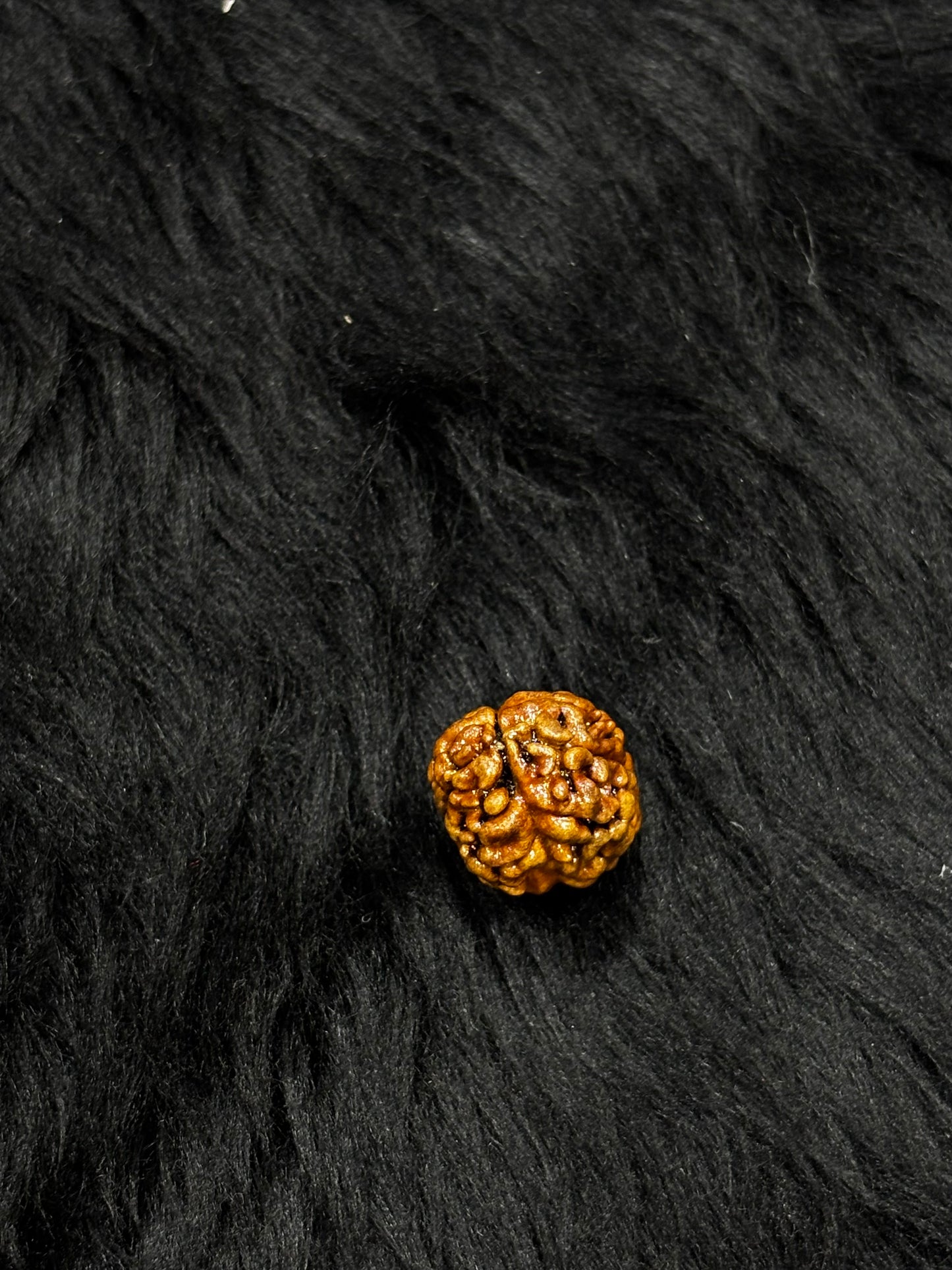 2 Mukhi Nepali Rudraksha – Original 2 Mukhi Bead for Love & Harmony