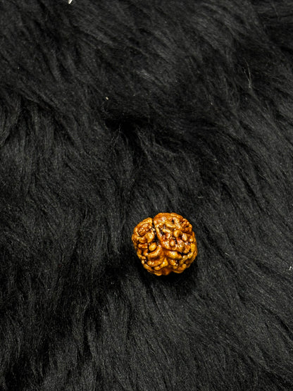 2 Mukhi Nepali Rudraksha – Original 2 Mukhi Bead for Love & Harmony