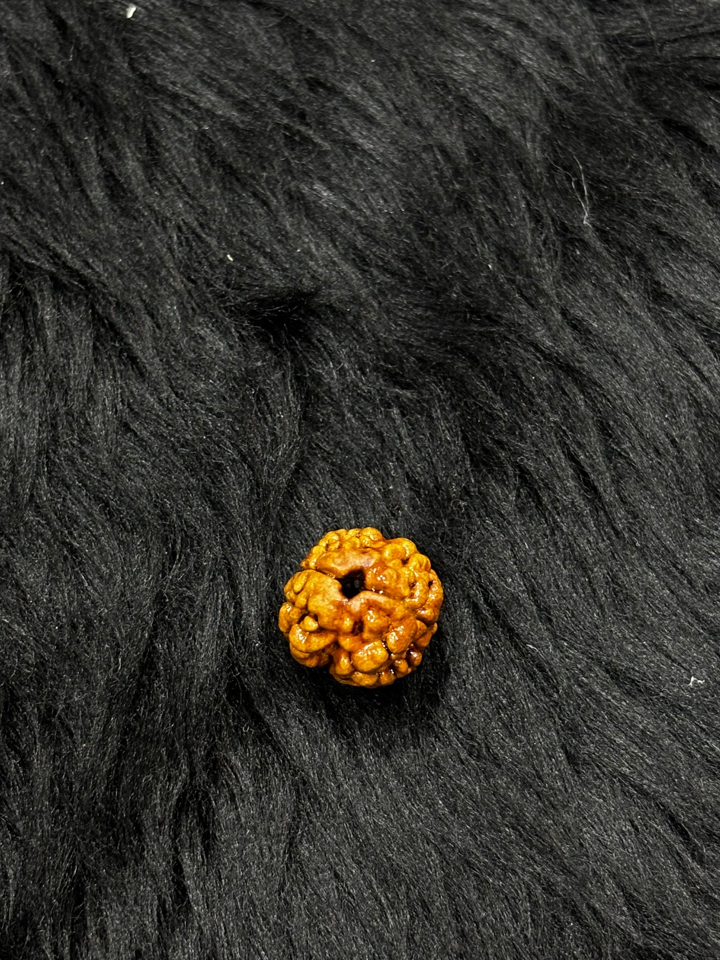 2 Mukhi Nepali Rudraksha – Original 2 Mukhi Bead for Love & Harmony