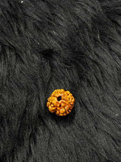 2 Mukhi Nepali Rudraksha – Original 2 Mukhi Bead for Love & Harmony