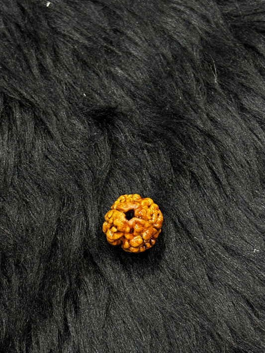 2 Mukhi Nepali Rudraksha – Original 2 Mukhi Bead for Love & Harmony